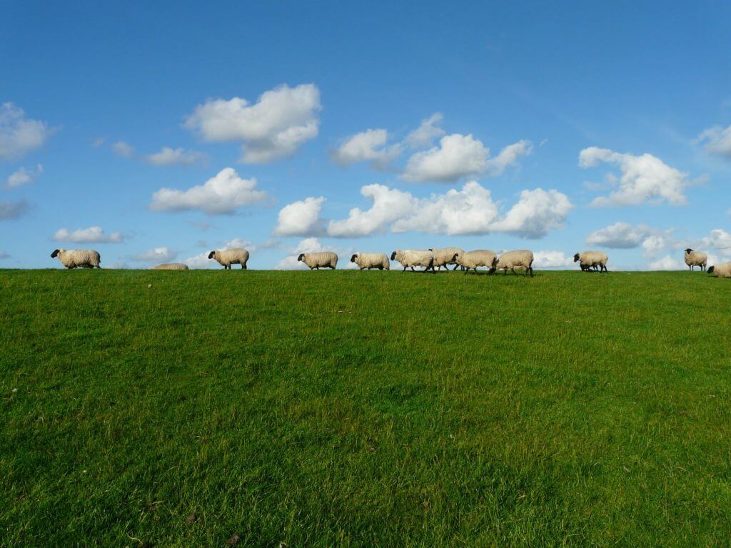 Schafe auf dem Deich an der Elbe