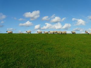 Schafe auf dem Deich an der Elbe