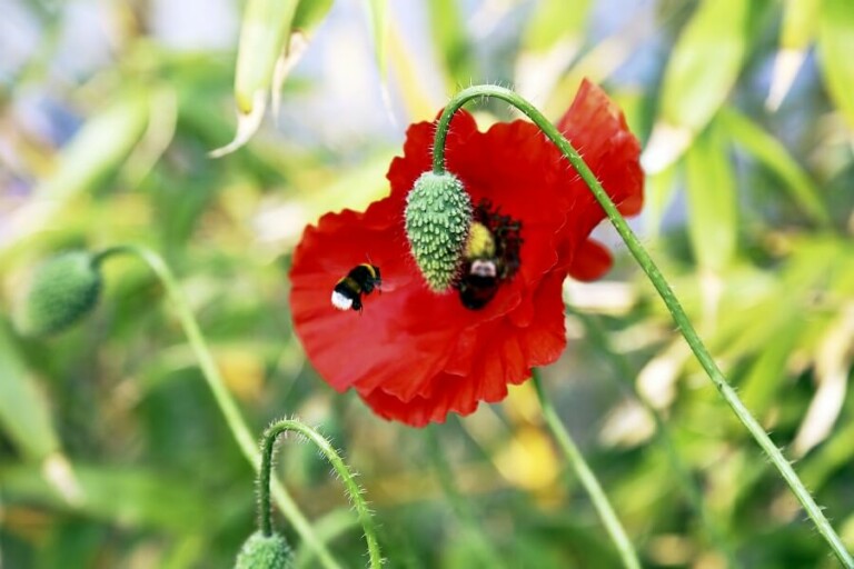 Mohnblüte im Garten des Ferienhauses Pallas